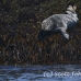 seal_gray_gr_h_0326_can1632.jpg